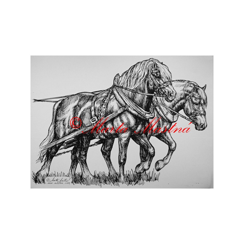 Samolepka koně chladnokrevníci, spřežení