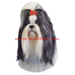 Samolepka shih-tzu, šitzu