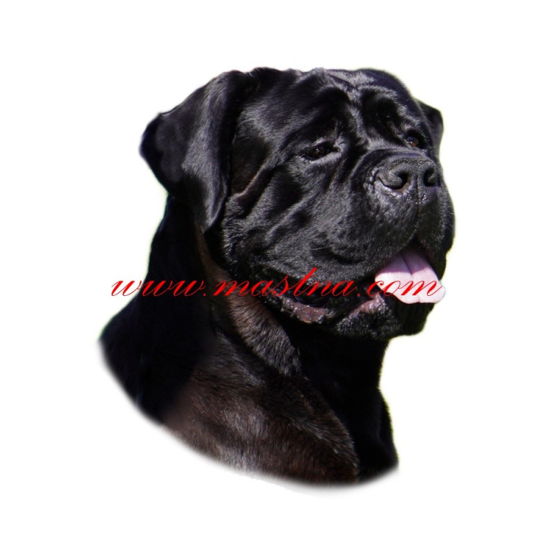 Samolepka cane corso
