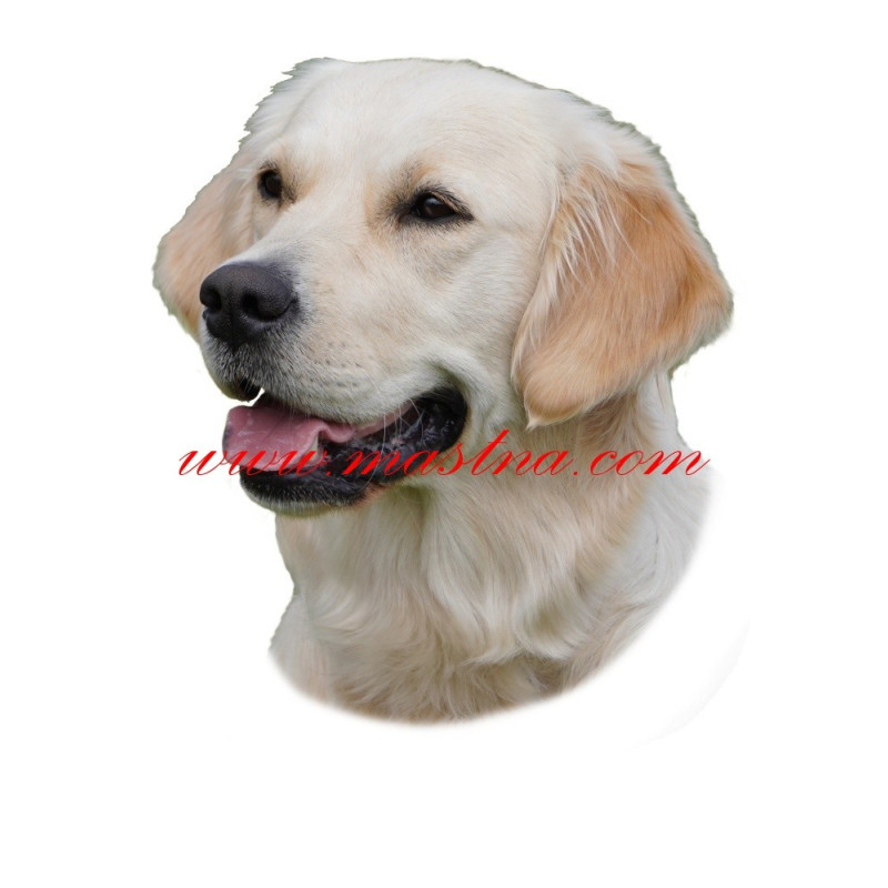 Samolepka golden, zlatý retrívr