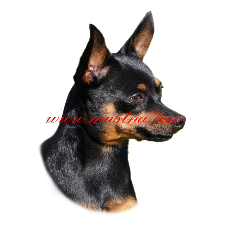 Samolepka pražský krysařík