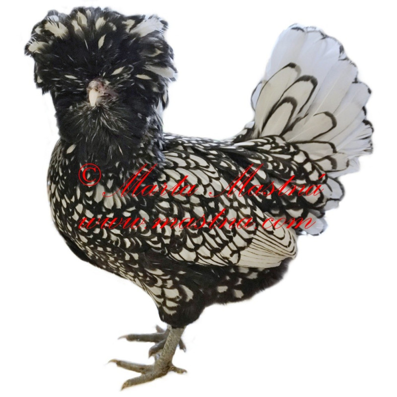 Samolepka drůbež, slepice paduánka