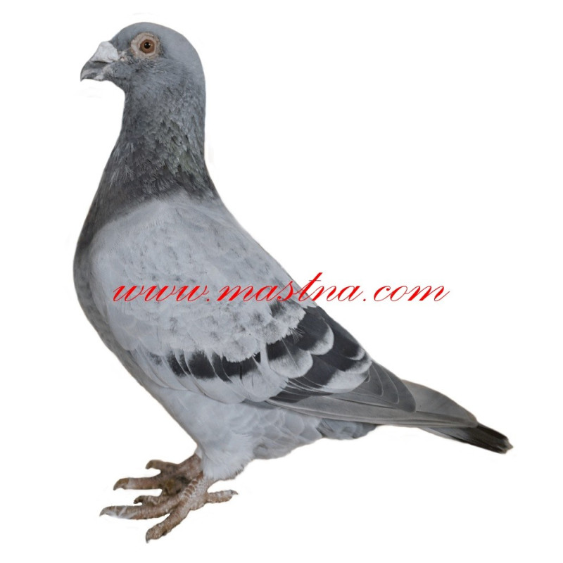 Samolepka holub poštovní