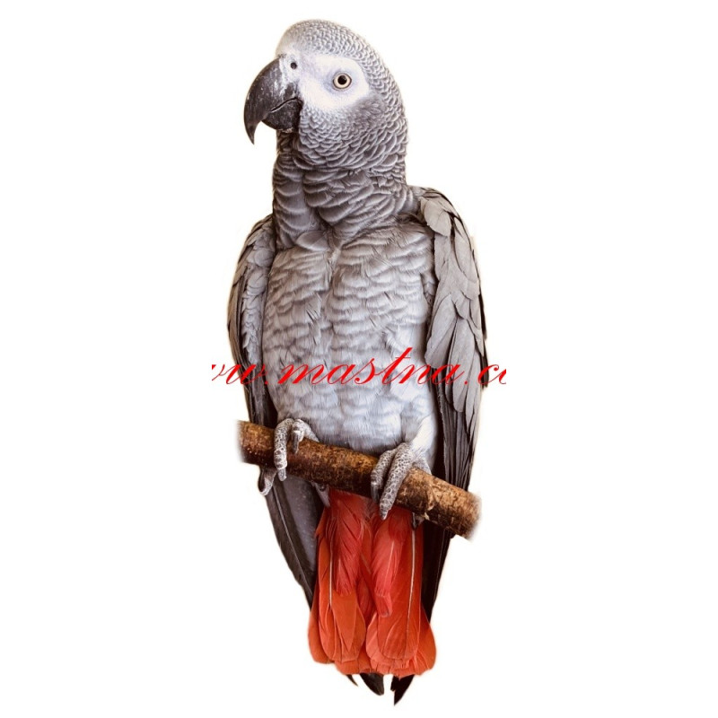 Samolepka papoušek žako