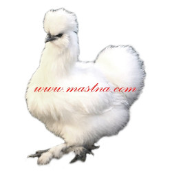 Samolepka drůbež hedvábnička