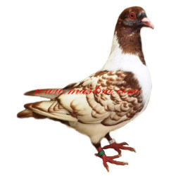 Samolepka holub moravský pštros