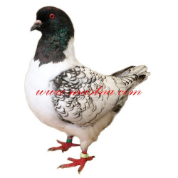 Samolepka holub moravský pštros