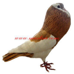 Samolepka holub český stavák