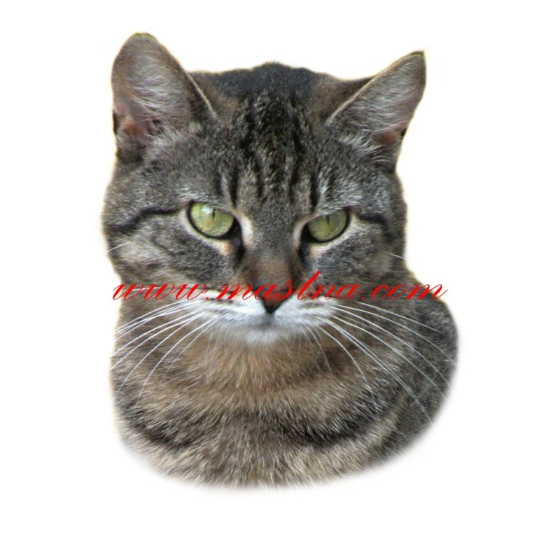 Samolepka kočka evropská mourovatá