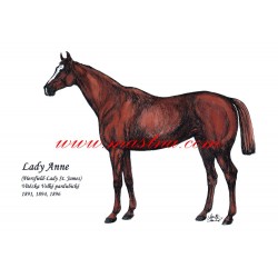 Obraz plnokrevník Lady Anne, Velká pardubická, kůň, koně, perokresba - tisk