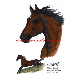 Obraz plnokrevník Epigraf, Velká pardubická, kůň, koně, perokresba - tisk