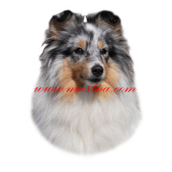 Samolepka šeltie, shetlandský ovčák