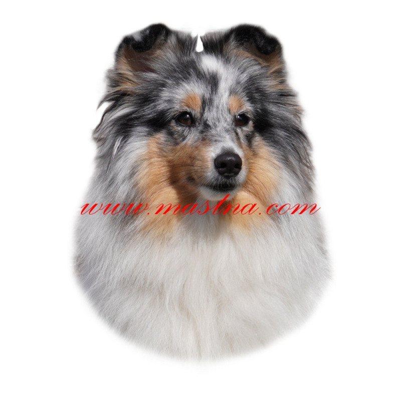 Samolepka šeltie, shetlandský ovčák