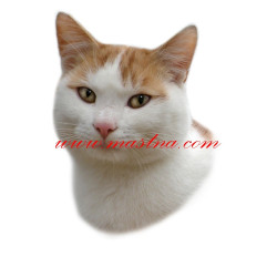 Samolepka kočka evropská