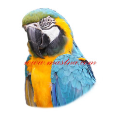 Samolepka papoušek ara