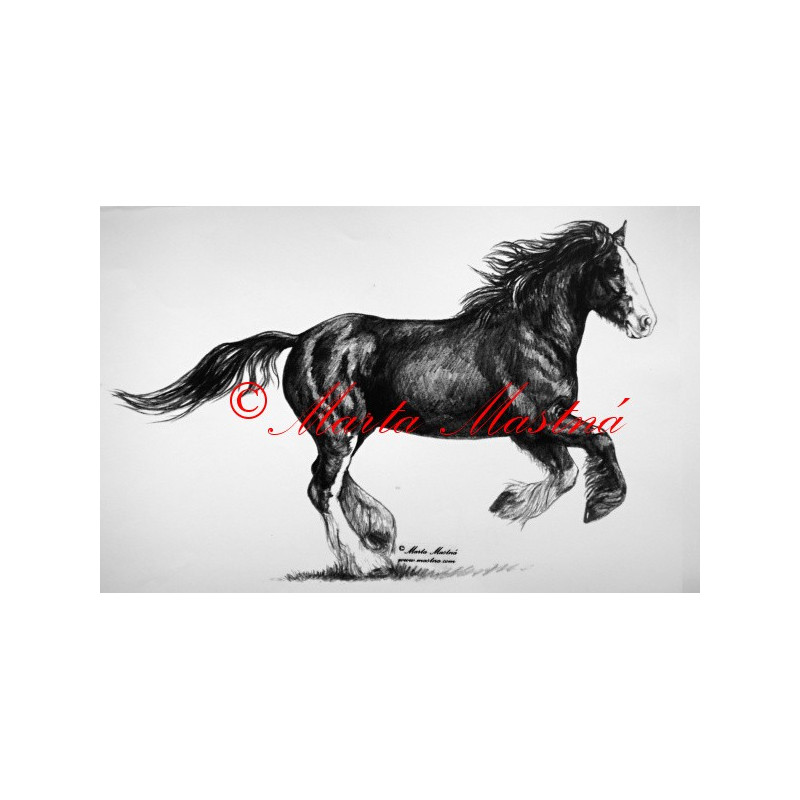 Samolepka kůň chladnokrevník shire horse, irský tinker