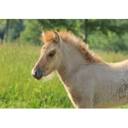 Pohlednice islandských koní