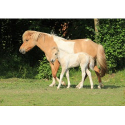 Pohlednice islandských koní