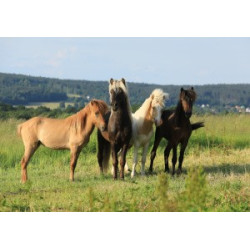 Pohlednice islandských koní