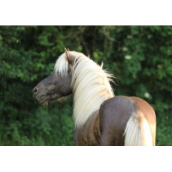 Pohlednice islandských koní