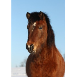 Pohlednice islandských koní