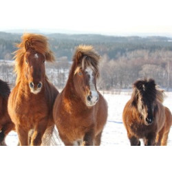 Pohlednice islandských koní