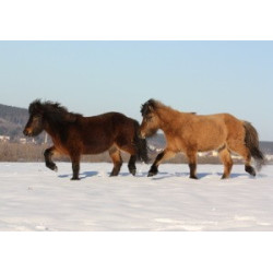 Pohlednice islandských koní