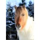 Pohlednice islandských koní