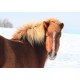 Pohlednice islandských koní