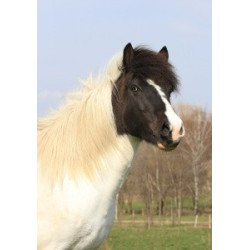 Pohlednice islandských koní