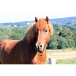 Pohlednice islandských koní