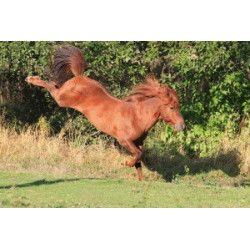 Pohlednice islandských koní