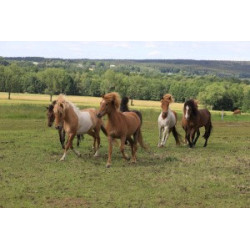 Pohlednice islandských koní