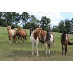 Pohlednice islandských koní