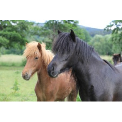 Pohlednice islandských koní