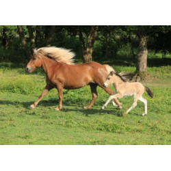 Pohlednice islandských koní