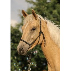 Pohlednice plavých koní, haflingů a quarterů