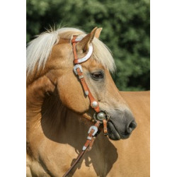 Pohlednice plavých koní, haflingů a quarterů