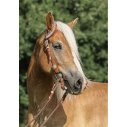 Pohlednice plavých koní, haflingů a quarterů