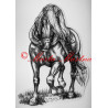 Samolepka kůň chladnokrevník