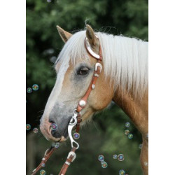 Pohlednice plavých koní, haflingů a quarterů