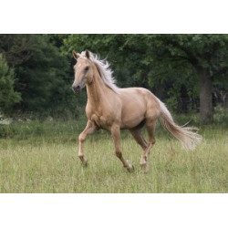 Pohlednice plavých koní, haflingů a quarterů