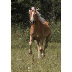 Pohlednice plavých koní, haflingů a quarterů