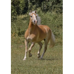 Pohlednice plavých koní, haflingů a quarterů