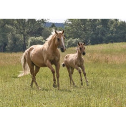 Pohlednice plavých koní, haflingů a quarterů