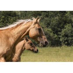 Pohlednice plavých koní, haflingů a quarterů