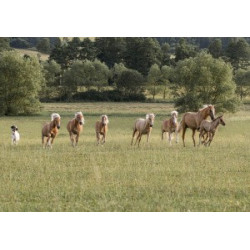 Pohlednice plavých koní, haflingů a quarterů