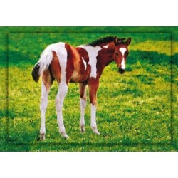 Pohlednice hříbě paint horse