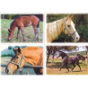 Pohlednice koně Fibox