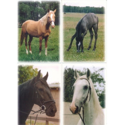 Pohlednice koně Fibox